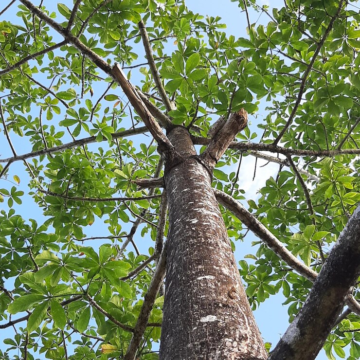 Gmelina tree
