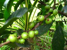 Batwan tree