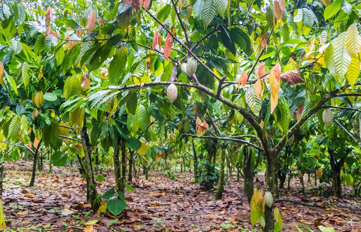 Cacao tree