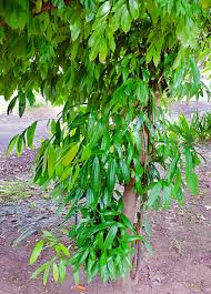 Kaningag (Cinnamon) tree