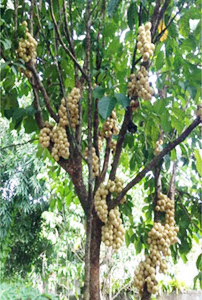 Lanzones tree