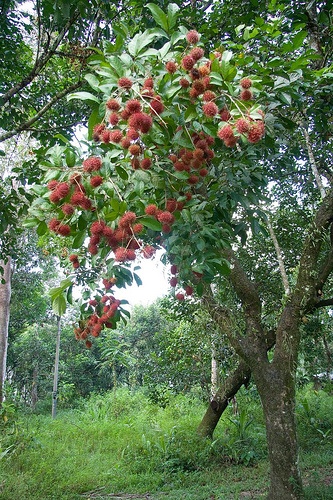 Rambutan tree