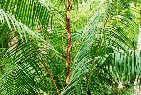 Rattan tree
