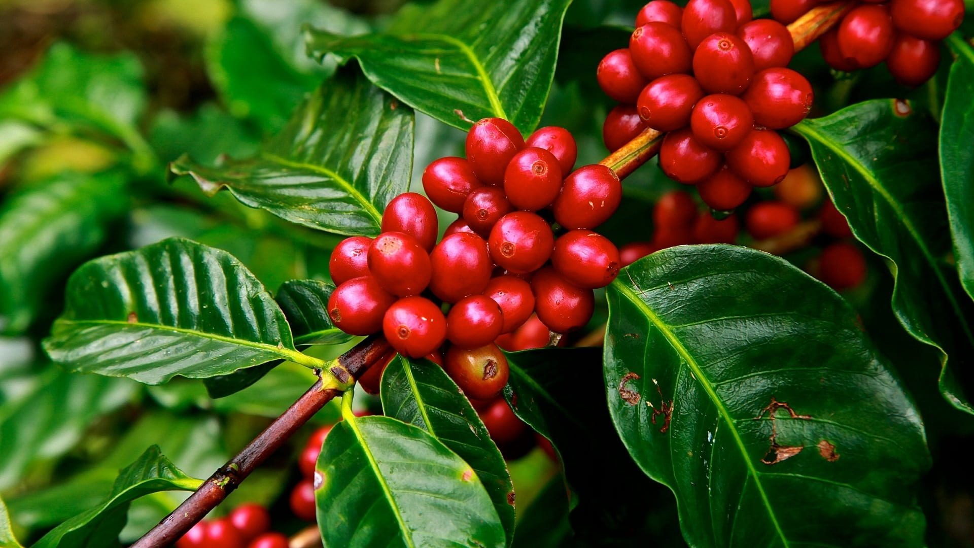 Coffee tree