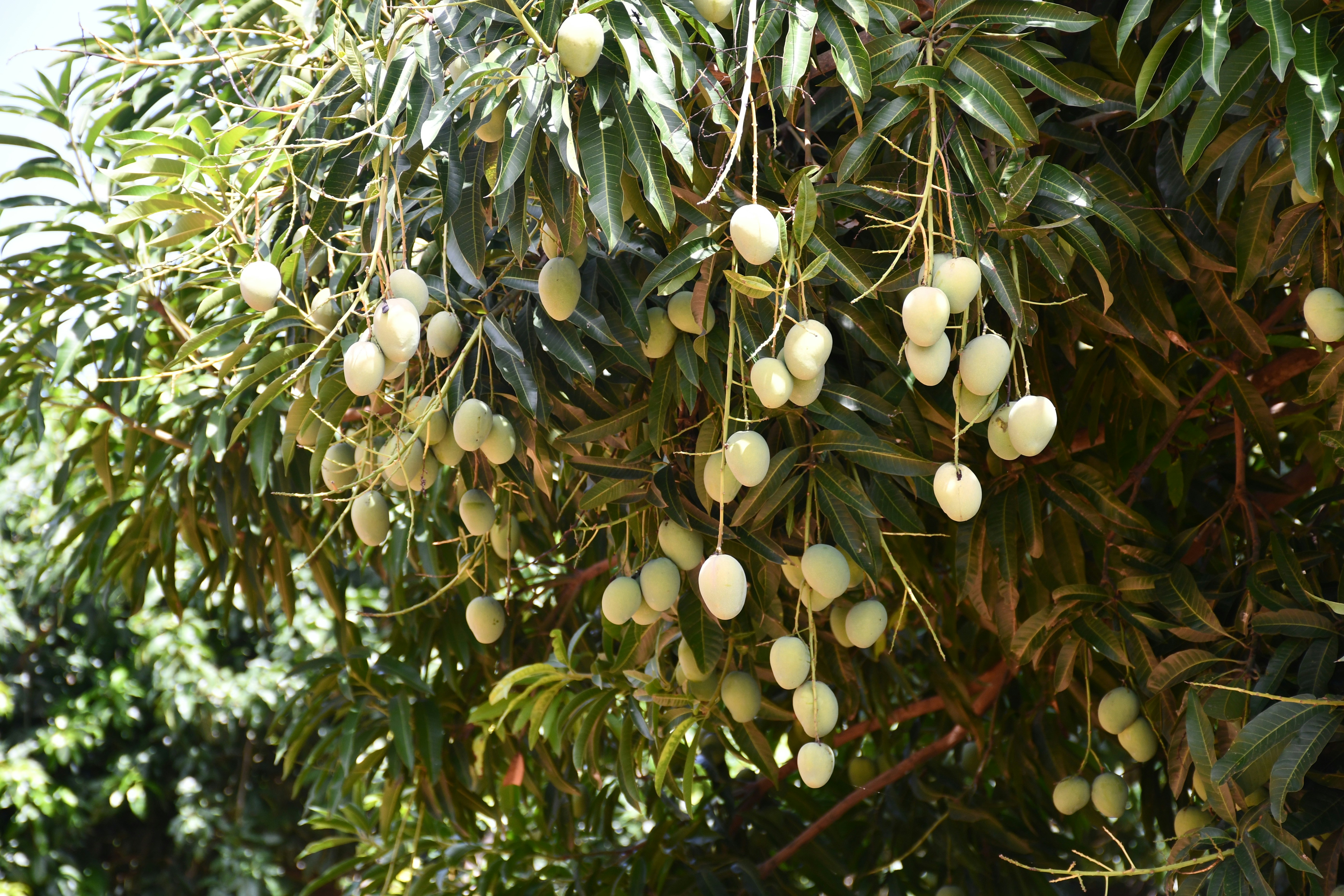 Mango tree